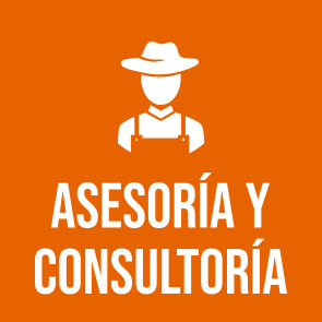 Asesoría y consultoría